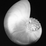 Shell and Crystal MAPPLETHORPE