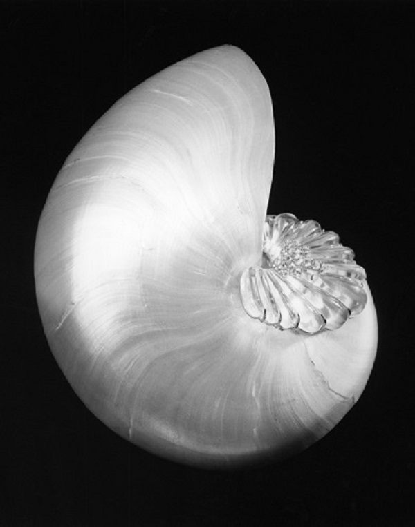 Shell and Crystal MAPPLETHORPE