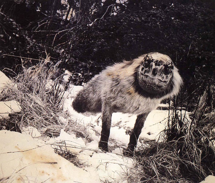 Alopex Stultus de Joan Foncuberta