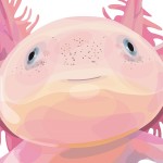 RUTH GÓMEZ_ Axolotl