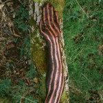 "Esperar" Andy Goldsworthy - Slowtrack Madrid